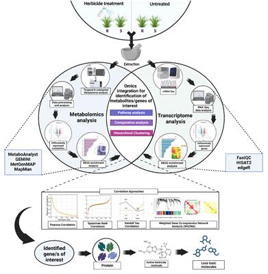 Comprehensive insights into herbicide resistance mechanisms in weeds: a synergistic integration of transcriptomic and metabolomic analyses